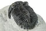 Bargain, Hollardops Trilobite Fossil - Ofaten, Morocco #287455-5